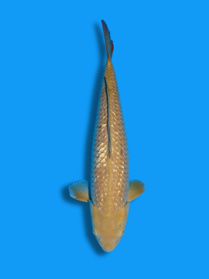 Ginrin Chagoi | Koi&Co.